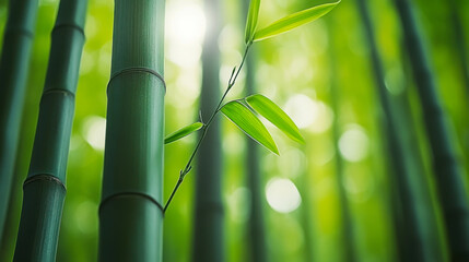 Close-up of bamboo forest, centered composition, natural artistic conception