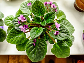 Beautiful blooming African violet plant with green leaves and purple flowers indoors