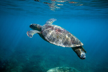 Fototapeta premium A beautiful green sea turtle swimming the clear blue waters of a tropical pacific island reef lagoon.