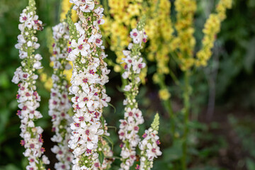 Alba form of the black mullein (Verbascum nigrum).