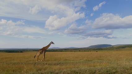 giraffe in the field