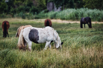 horse grazing in a meadow
