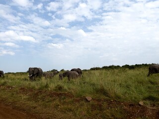 elephants in field