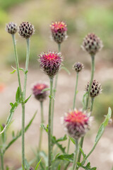 Very dark purple knapweed (Centaurea atropurpurea).
