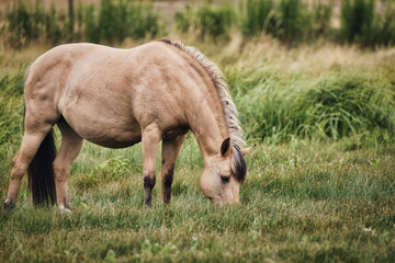 horse grazing in a meadow