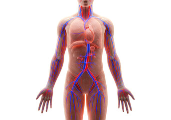 Detailed 3D Anatomical Illustration of Human Circulatory System with Veins Arteries and Heart Against Transparent Background