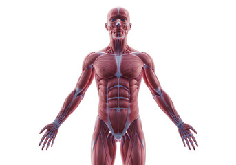 Detailed Human Muscular System Anatomy Illustration Depicting Muscles and Veins with a Transparent Background