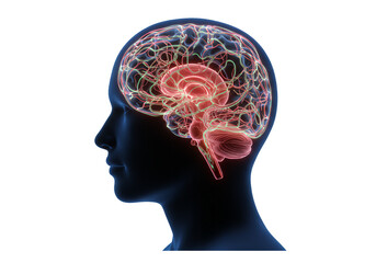 Human Brain Anatomy Illustration In Silhouette With Glowing Neural Network Against Transparent Background