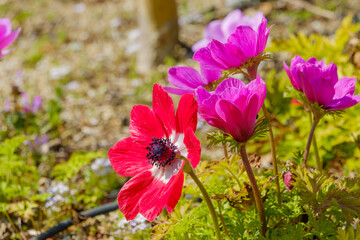 春の日差しに輝くアネモネの赤と紫の花々