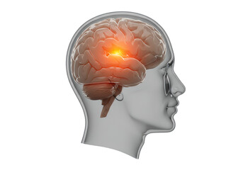 Translucent Human Head Displaying Brain Anatomy with Glowing Highlight on Black Background