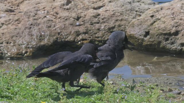 Young Jackdaw (Corvus Monedula) demanding to be fed by an adult. July, Kent, UK [Half speed]