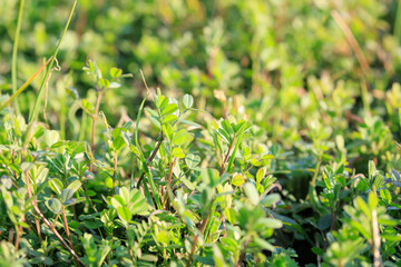 力強く生きる植物