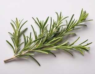 Fototapeta premium single rosemary branch fine lines on clean white background natural style