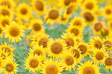 Obraz premium 阿賀野市のひまわり畑（新潟県）