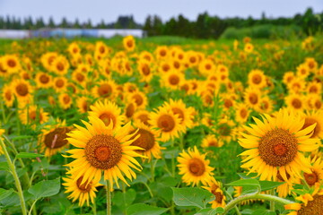 阿賀野市のひまわり畑（新潟県）