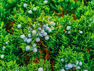 Vibrant Evergreen Foliage with Blue Juniper Berries – High-Resolution Natural Background for...