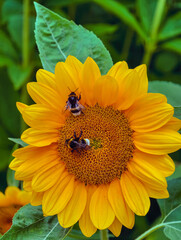 Beautiful Sunflower in Full Bloom with Bees. Captivating Floral Photography Perfect for Nature Lovers, Wallpapers, and Digital Marketing