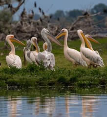 Pelicans at Kerkini Lake in Northern Greece.