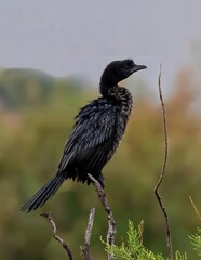 Pygmy Cormorant (Microcarbo pygmeus) at Evros Delta in north-eastern Greece.