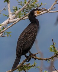 Great Cormorant (Phalacrocorax carbo) sitting in a tree in Kerkini Lake in Northern Greece.