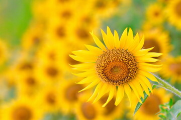 阿賀野市のひまわり畑（新潟県）