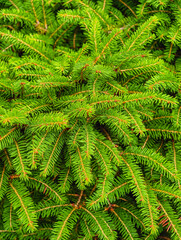 Green Pine Needle Abstract Background with Cones - Stunning High-Res Wallpaper for Phones, Tablets, TVs, Social Media, Marketing and Creative Web Design. Vertical Photograph 