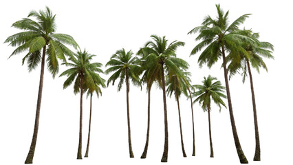 Coconut Trees Beautiful 3D Tree Isolated On Transparent Background 