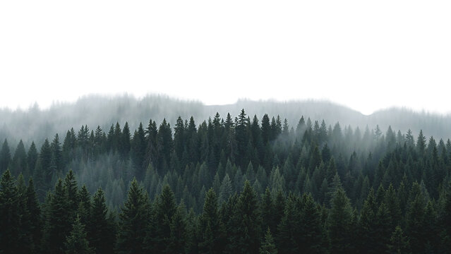 Majestic conifer forest scene in a misty atmosphere with a transparent top section