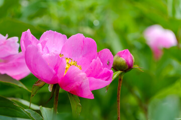 Fototapeta premium 鮮やかなピンクの芍薬と蕾の接写