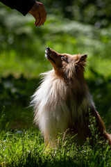 Shetland Sheepdog on white background, breed portrait