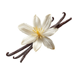 Fresh vanilla flower and vanilla beans against a black background in high detail