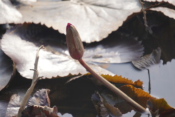 Elegant water lily or lotus flower symbolizes purity and beauty, blooming gracefully in calm waters...