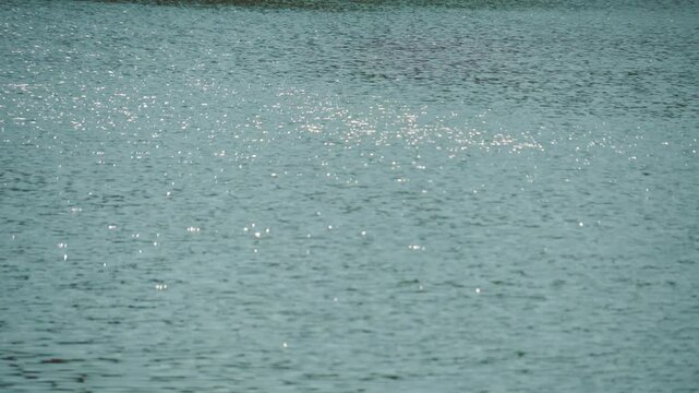 風でさざなみが立ったキラキラ光る水面の背景用素材。奥にピント。鳥の鳴き声あり