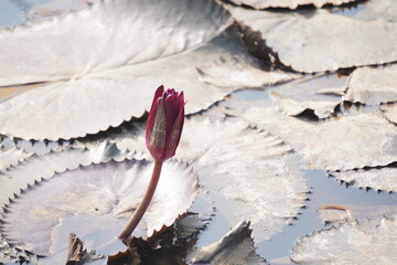 Elegant water lily or lotus flower symbolizes purity and beauty, blooming gracefully in calm waters...