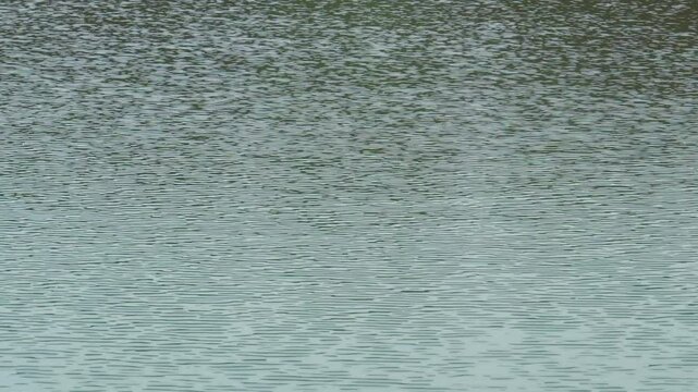 風でさざなみの立った水面の背景用素材。蝉と鳥の鳴き声あり