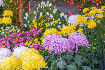 Colorful Japanese chrysanthemums  flower blooming beautifully with fresh abstract shaped petals in the public garden. group of flowers in pink and yellow with green leaves