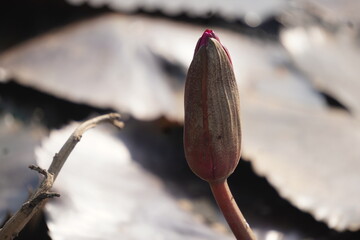 Elegant water lily or lotus flower symbolizes purity and beauty, blooming gracefully in calm waters...