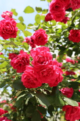 rose flowers in the garden