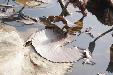 Elegant water lily or lotus flower symbolizes purity and beauty, blooming gracefully in calm waters with vibrant petals and spiritual meaning