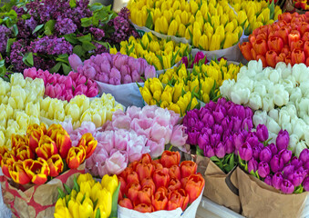 Colorful tulip flowers in bloom outside on a market
