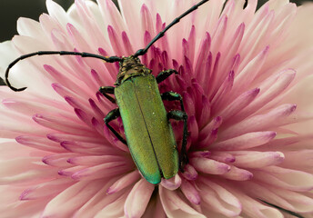 Metallic Green Beetle Resting on Pink Flower – Macro Insect Photography