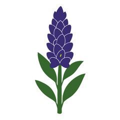 violet flower isolated on white background