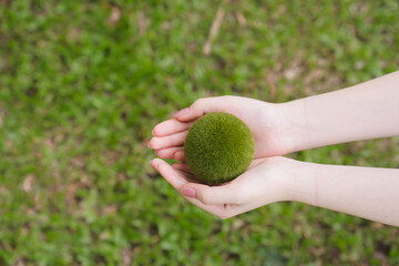 Green Moss Ball Held in Hands