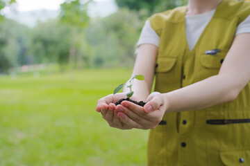 Seedling in Hands for Environmental Conservation