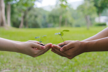 Hands Holding Seedlings in Nature