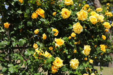 満開の黄色のバラ