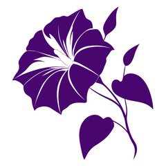 ipomoea tricolor flower isolated on white background