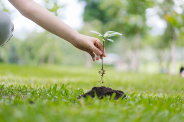 Fototapeta premium Child Planting Young Tree Sprout