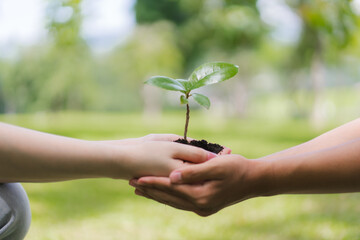 Hands Holding Young Plant