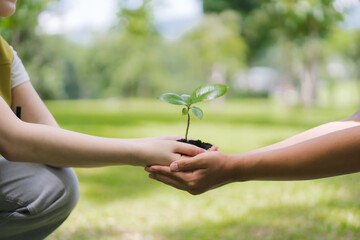 Hands Holding Young Plant Seedling